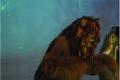 184_slideshow.jpg